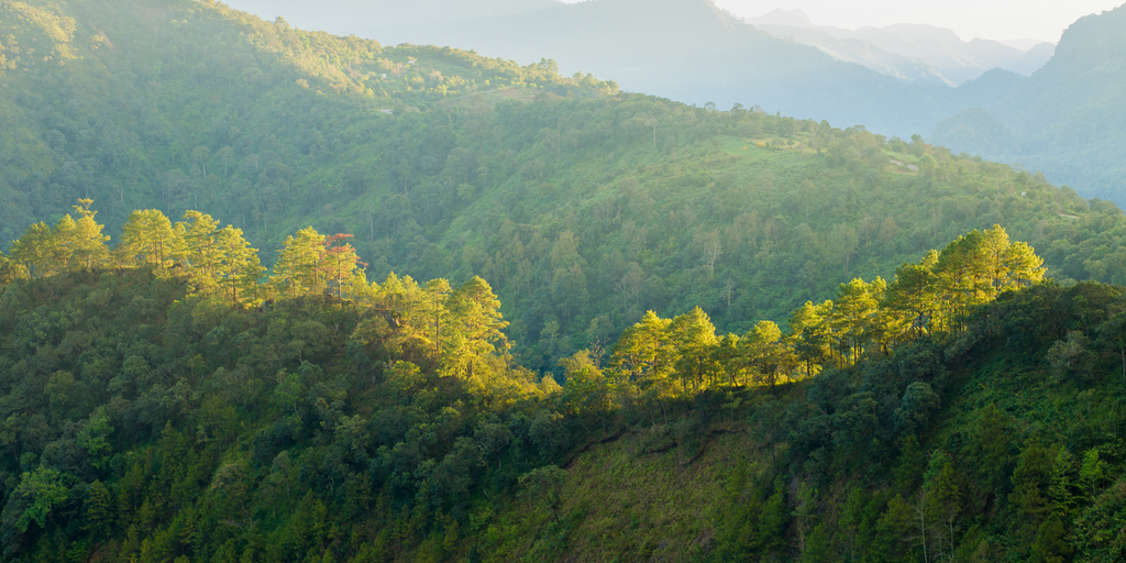 Peaceful forest landscape at dawn with mountains in the background – a reflection of the values we carry